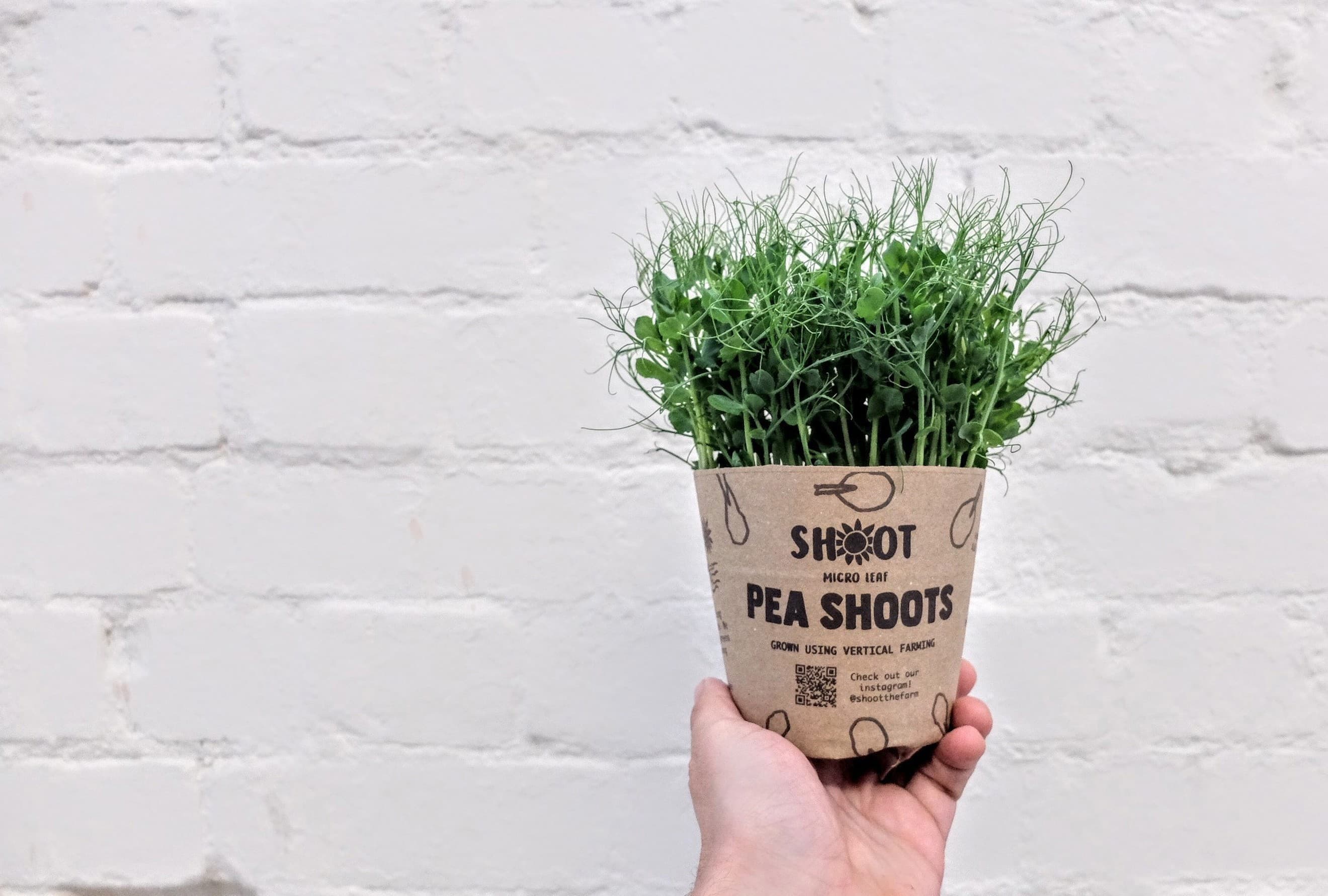 Pea Shoots (Shoot Urban Farm, Bristol)